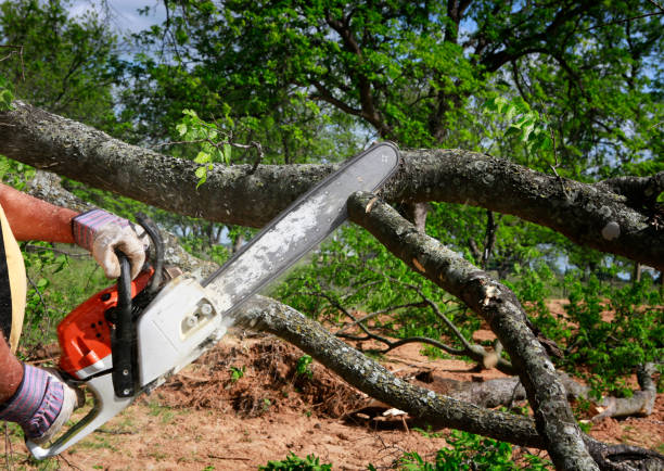 Best Fruit Tree Pruning  in Hobart, WA